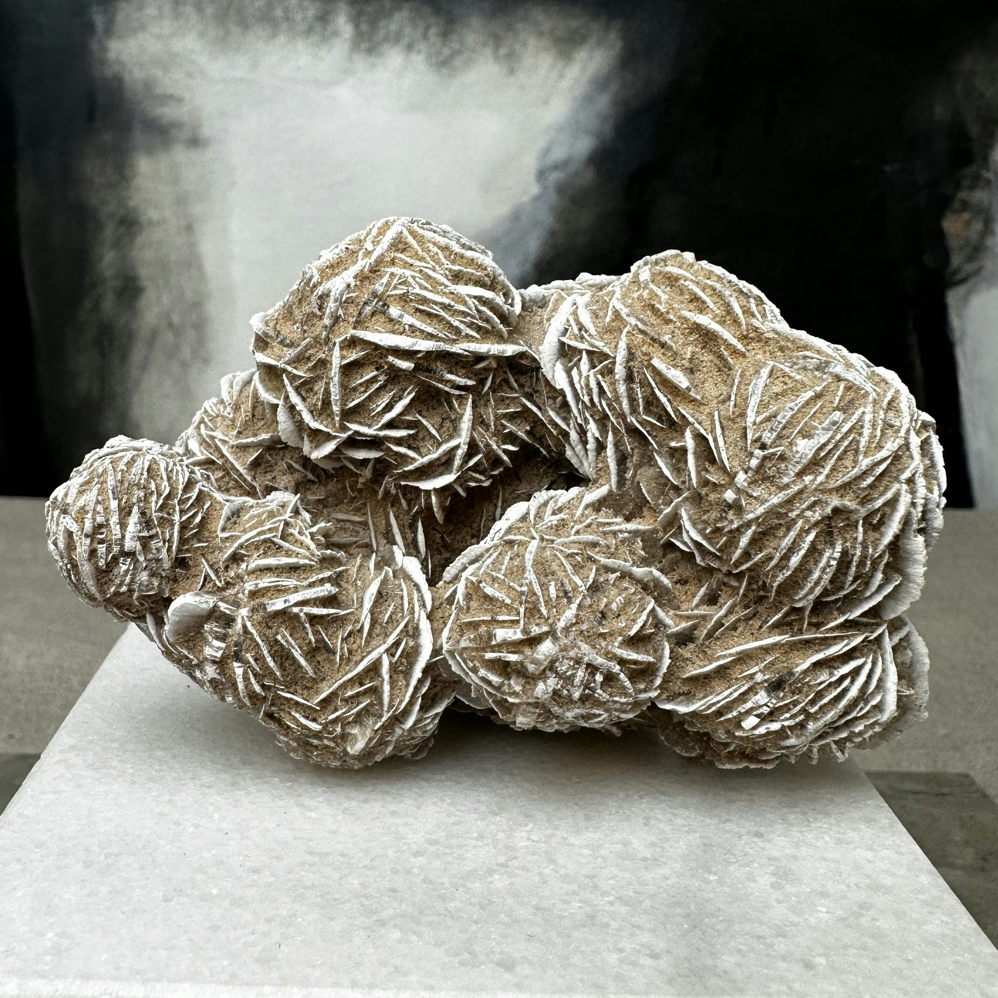 Ökenros, large (A)