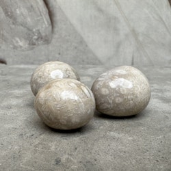 Fossiliserad Korall, cuddlestone