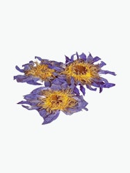 Blå lotus / Blue Lotus Flower of Intuition, 3st blommor