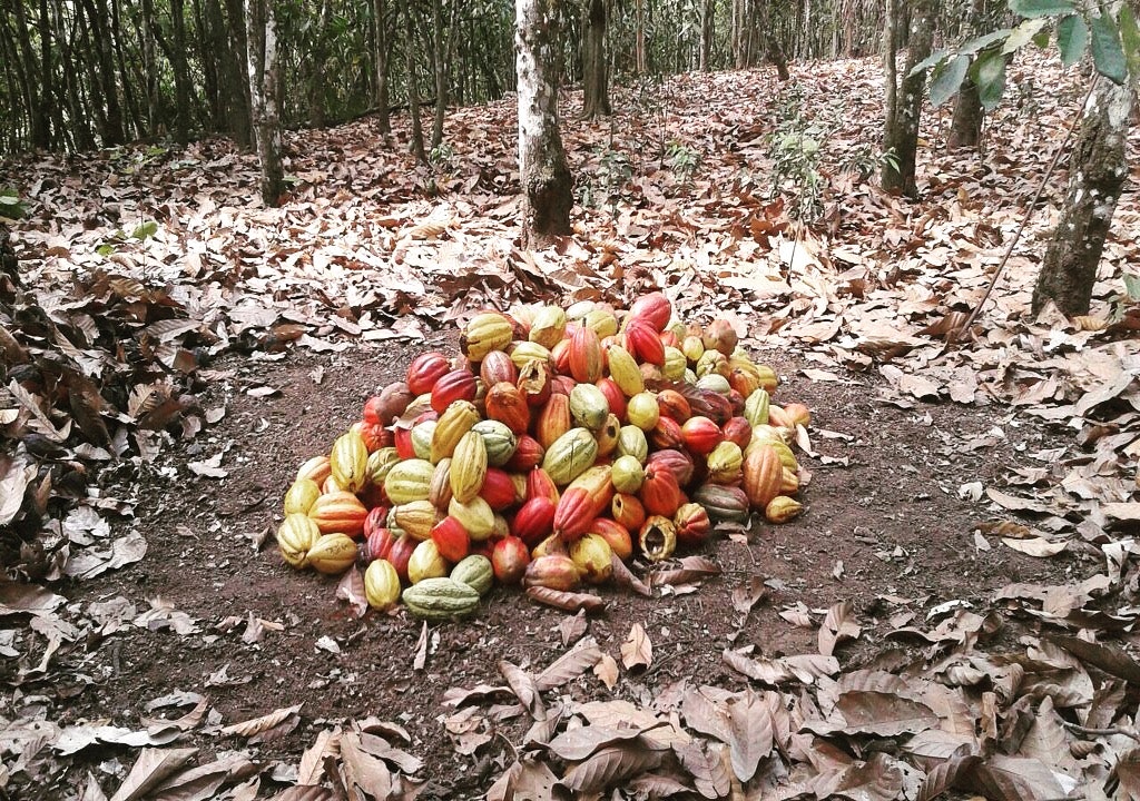 Ecuador - Wild Harvest Direct Trade (1KG)