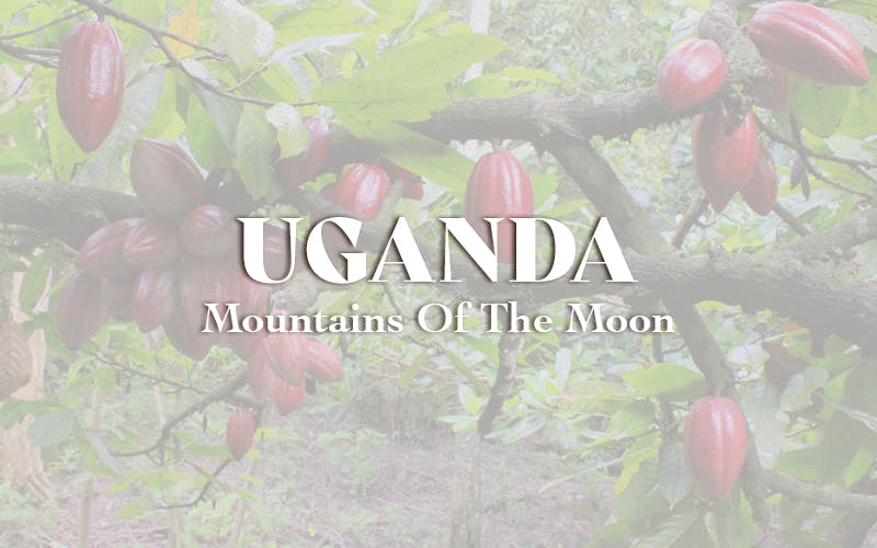 Uganda - Mountains Of The Moon (1KG)