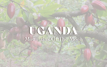 Uganda - Mountains Of The Moon (1KG)