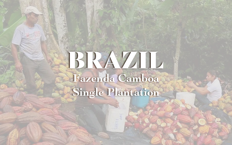 Brazil - Fazenda Camboa (Single Plantation) (1KG)