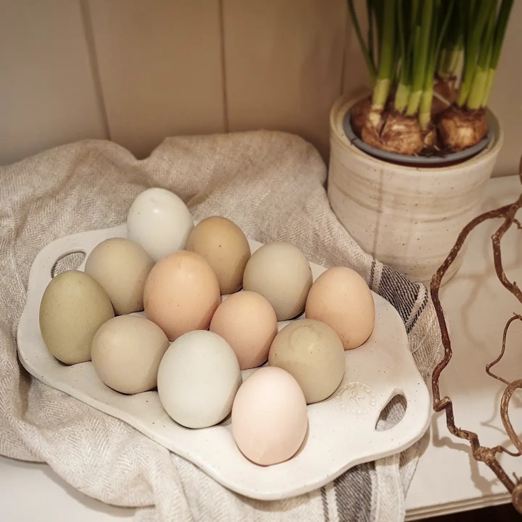 Äggfat 6 eller 12 ägg