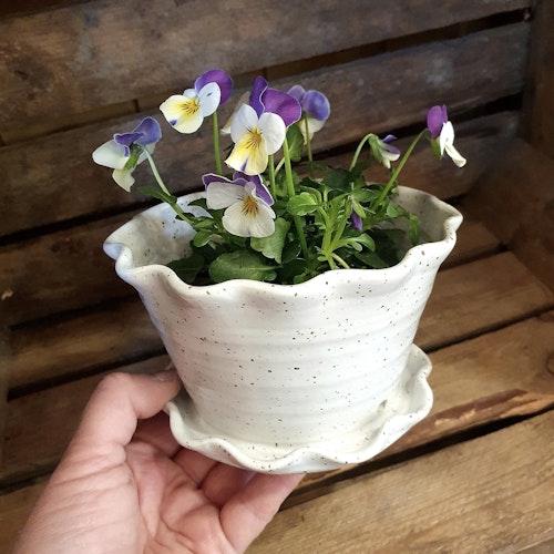 Söt blomkruka och fat i ett