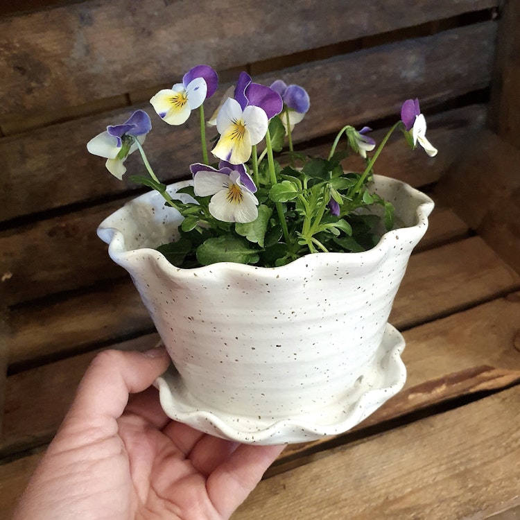 Söt blomkruka och fat i ett