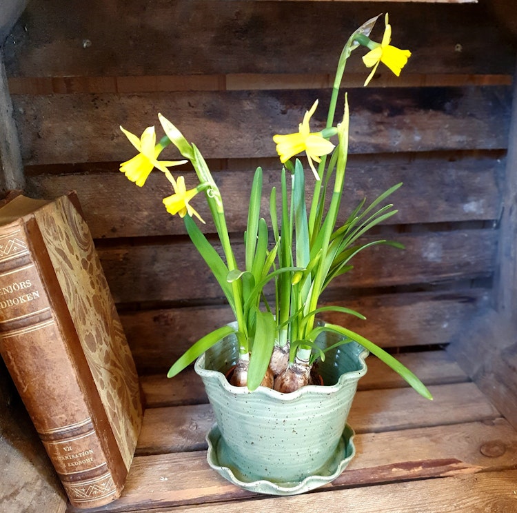 Söt blomkruka och fat i ett