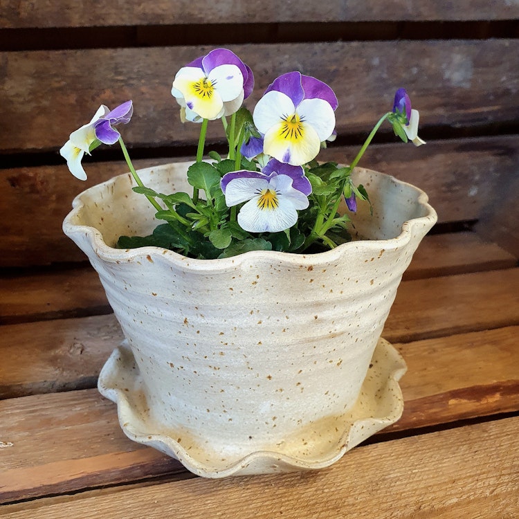 Söt blomkruka och fat i ett