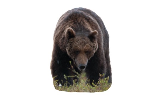 Björn - Naturlig storlek