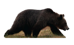 Björn - Naturlig storlek