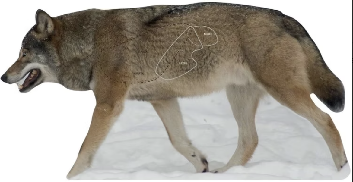 Targets - Varg Naturlig storlek