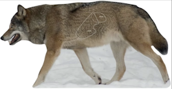 Targets - Varg Naturlig storlek