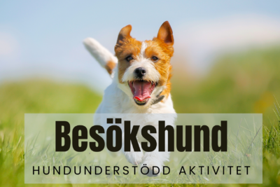 Kursavgift AAA/Besökshund Sverige