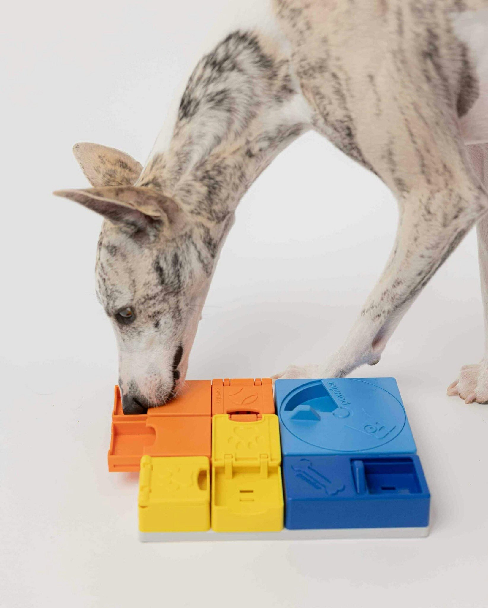 Pawzler Rainbow Set