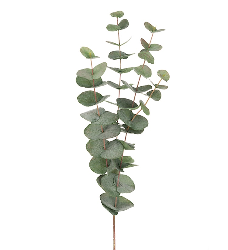 Eucalyptus