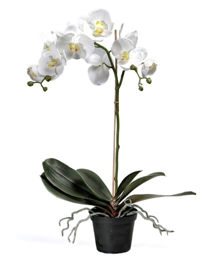 Orkide vit