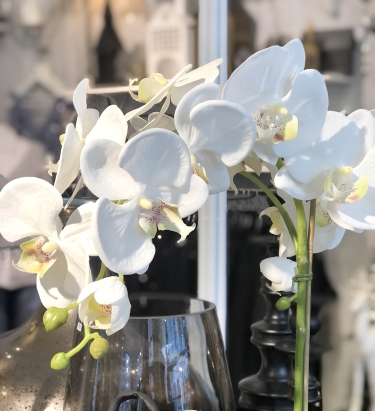 Orkide vit