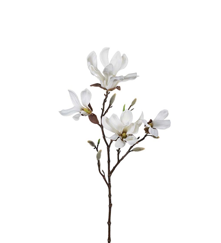 Magnolia gren vit