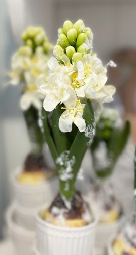Hyacint blommande