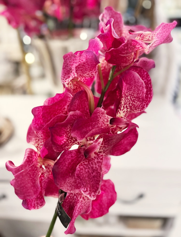 Orchid orkidee gren
