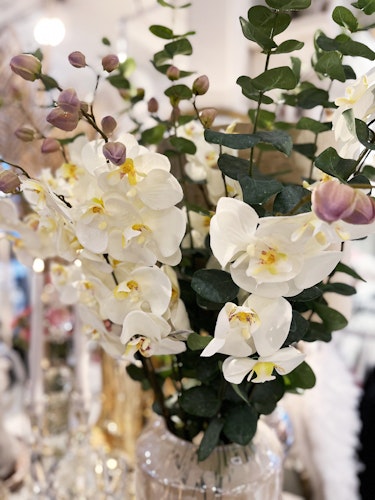 Orkidee kvist vit
