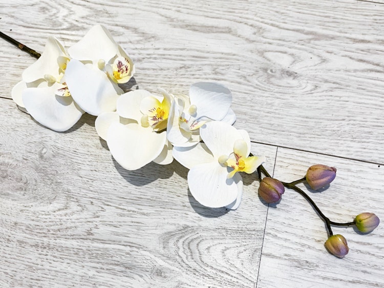 Orkidee kvist vit