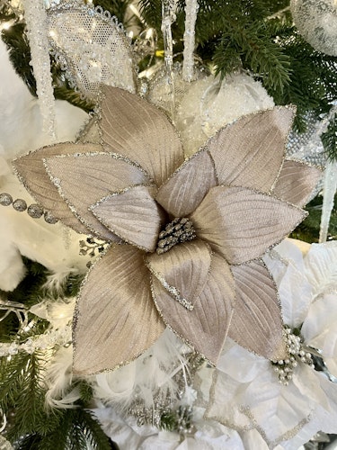 Poinsettia gammalrosa