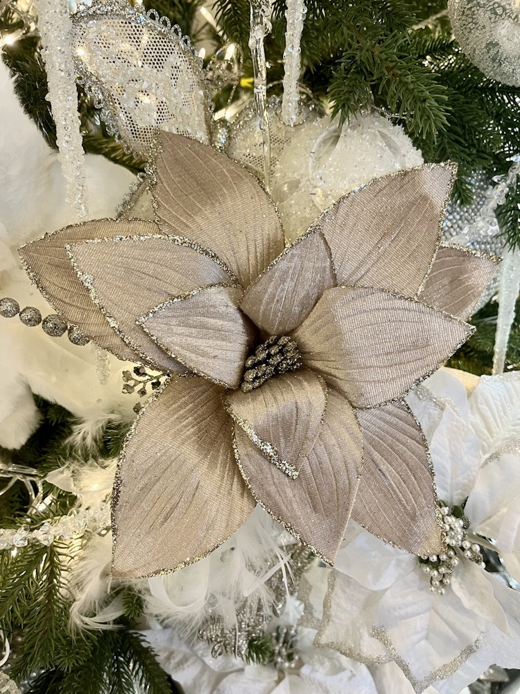 Poinsettia gammalrosa