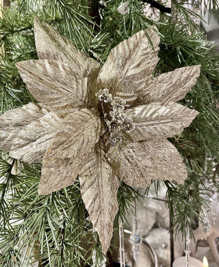 Poinsettia champagneguld