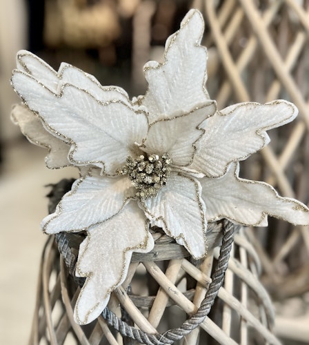Poinsettia vit