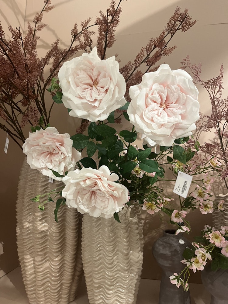 Ros ljusrosa