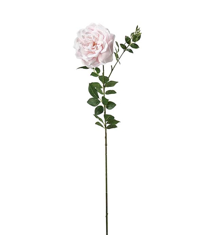 Ros ljusrosa