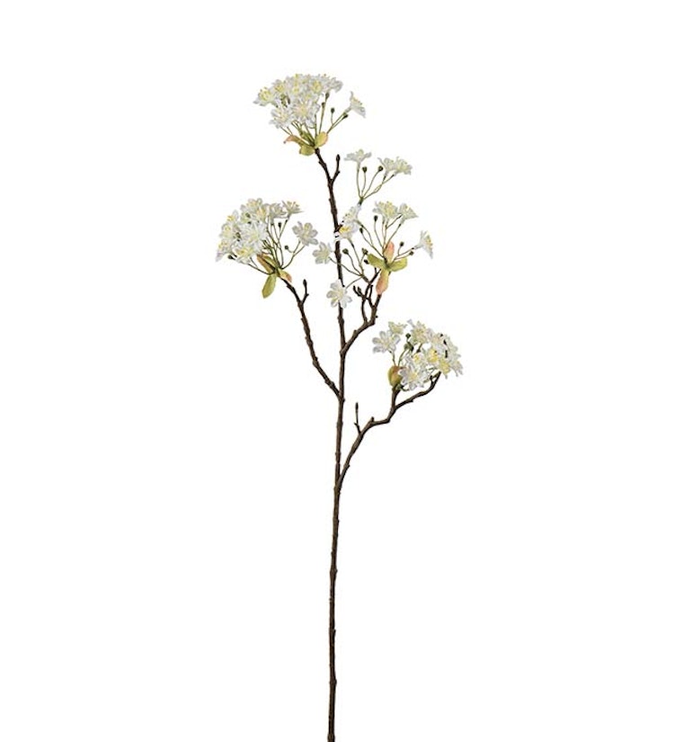 Lönnblomma