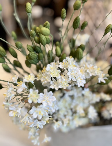 Lönnblomma