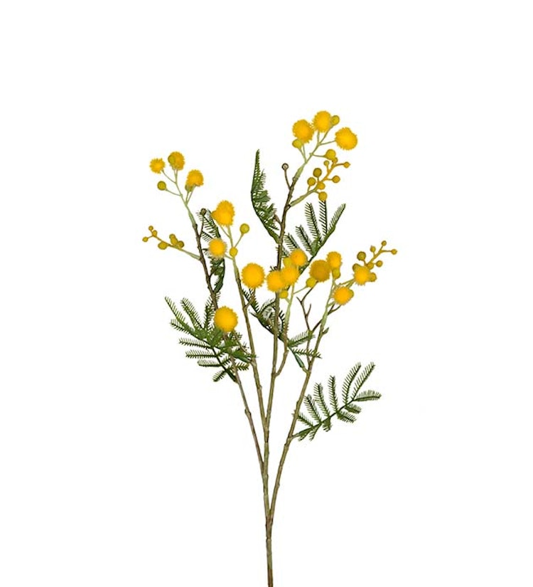 Mimosa