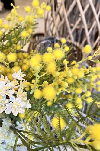 Mimosa