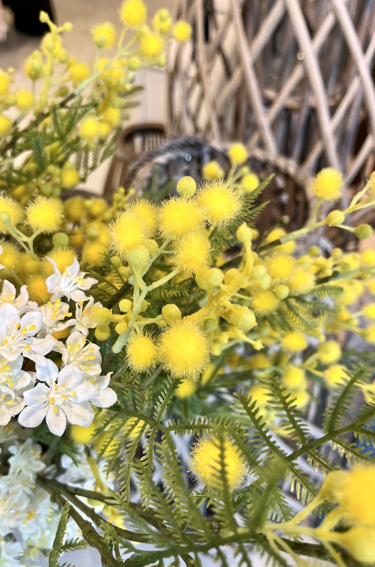 Mimosa