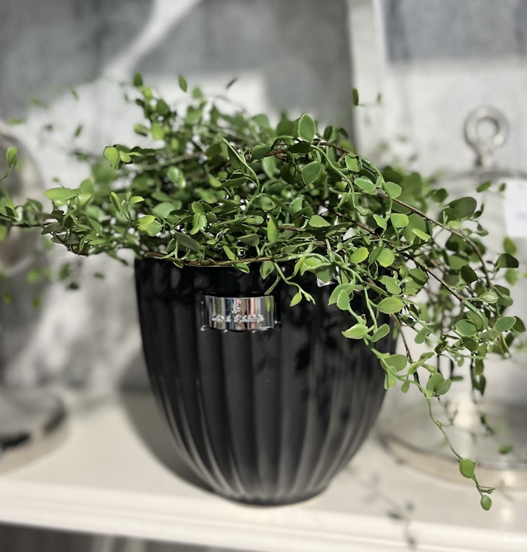 Muehlenbeckia
