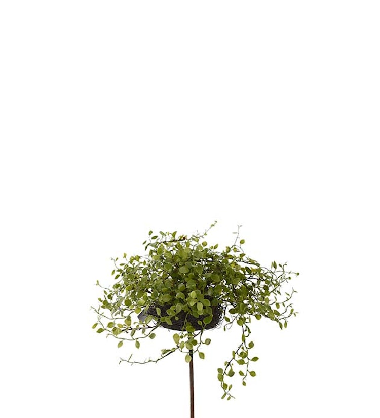 Muehlenbeckia