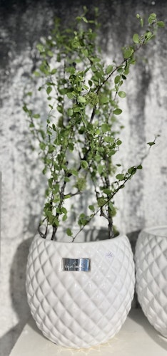 Muehlenbeckia kvist