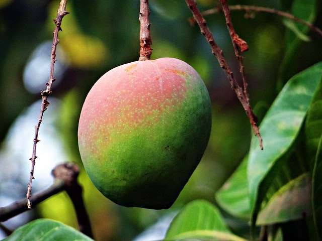 Mangosmör Botany for all 15 ml