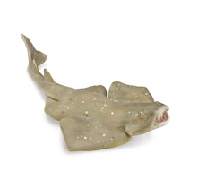 Havsängel 11 cm (Collecta)