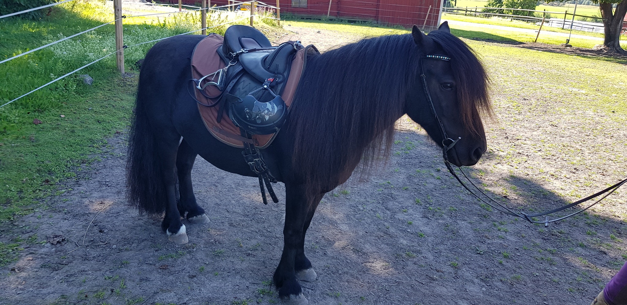 Ponnyridning