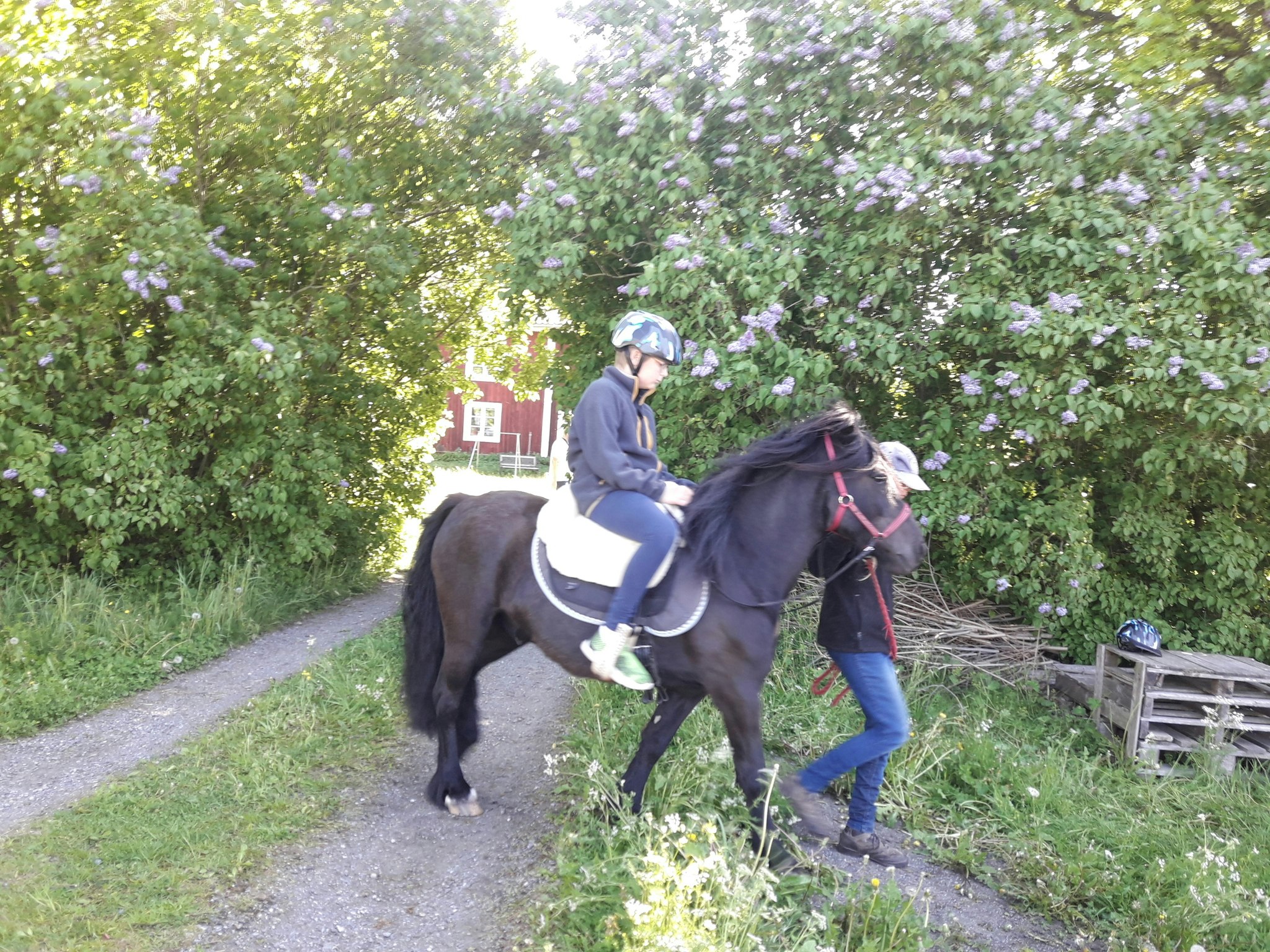 Ponnyridning
