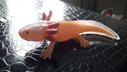 Axolotl 9 cm (Collecta)