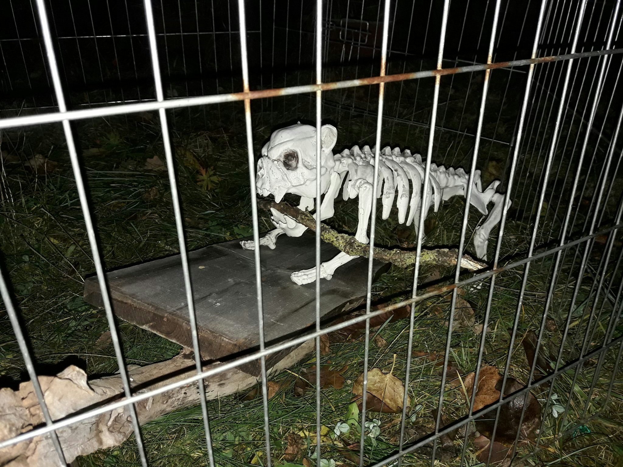 Buskul Halloween 2024