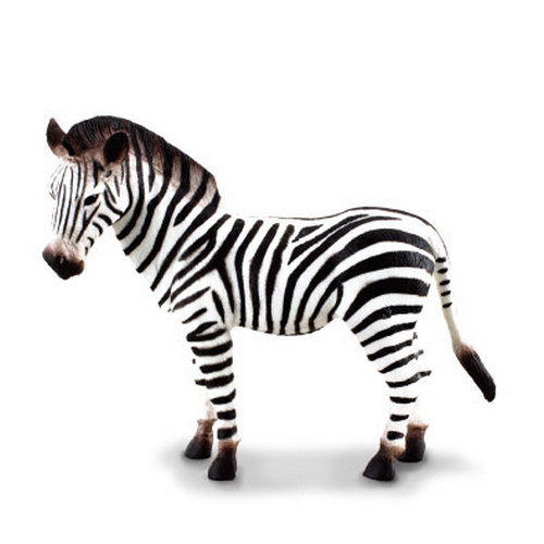 Zebra  (Collecta)