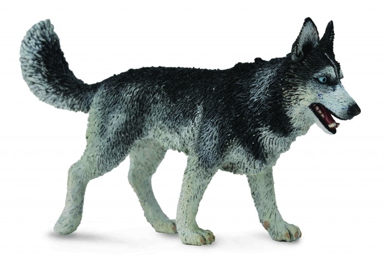 Siberian husky (Collecta)