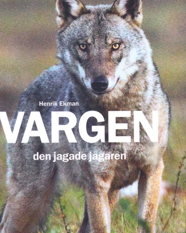 Vargen, den jagade jägaren