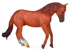 Australian stock horse hingst  (Collecta)